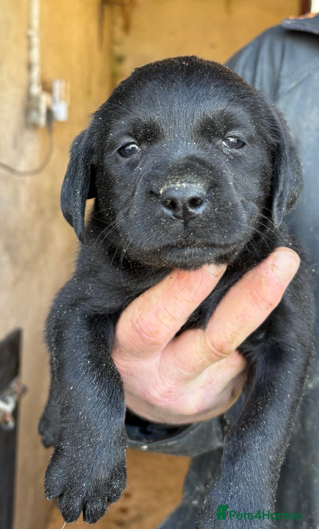 Labrador Retriever dogs for sale: Gorgeous Labrador puppies northern ireland - Image 3