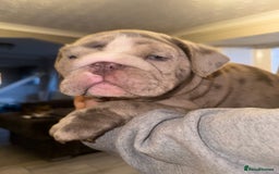 English Bulldog dogs for sale: Bettie & 007 babies short compact   - Image 33