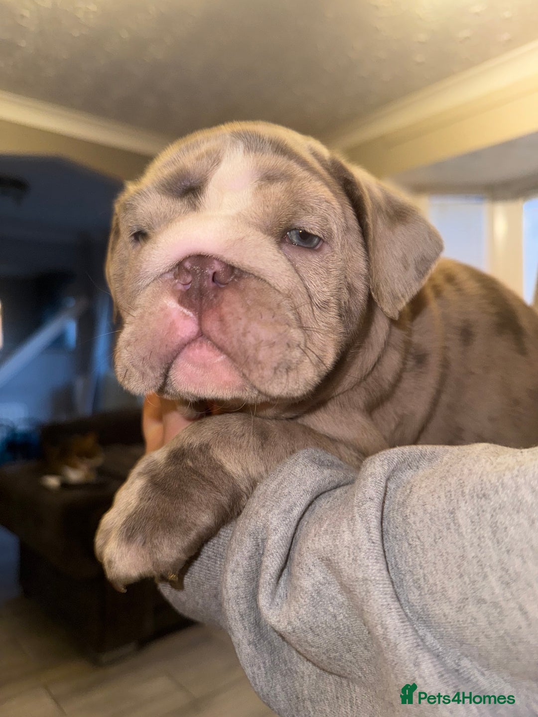 English Bulldog dogs for sale: Bettie & 007 babies short compact   - Image 33