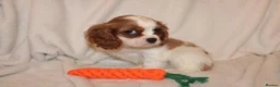 Cavalier King Charles Spaniel dogs for sale: Gorgeous Cavalier King Charles Spaniel puppies - Advert 17