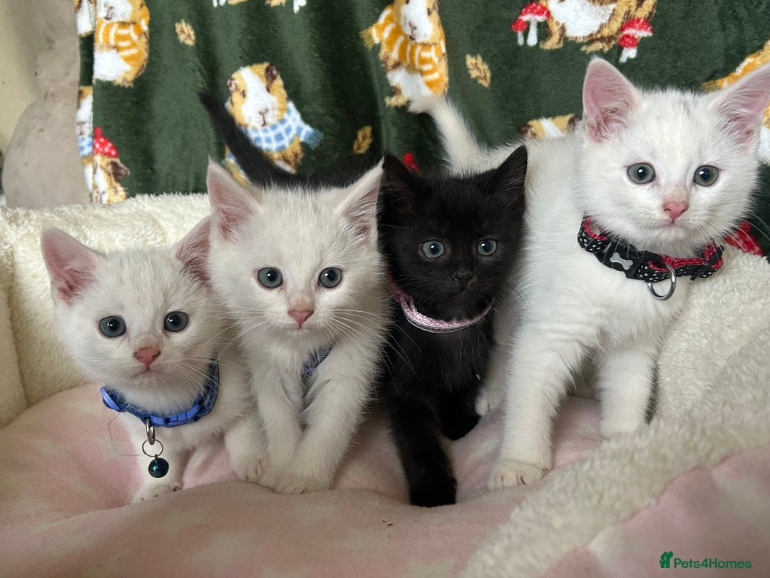 British Shorthair cats for sale: Beautiful Blue Eyed White Kittens - Image 1