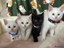 British Shorthair cats Beautiful Blue Eyed White Kittens - Advert 3