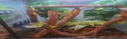 Gecko reptiles for sale: Male mossi geko  - Advert 2