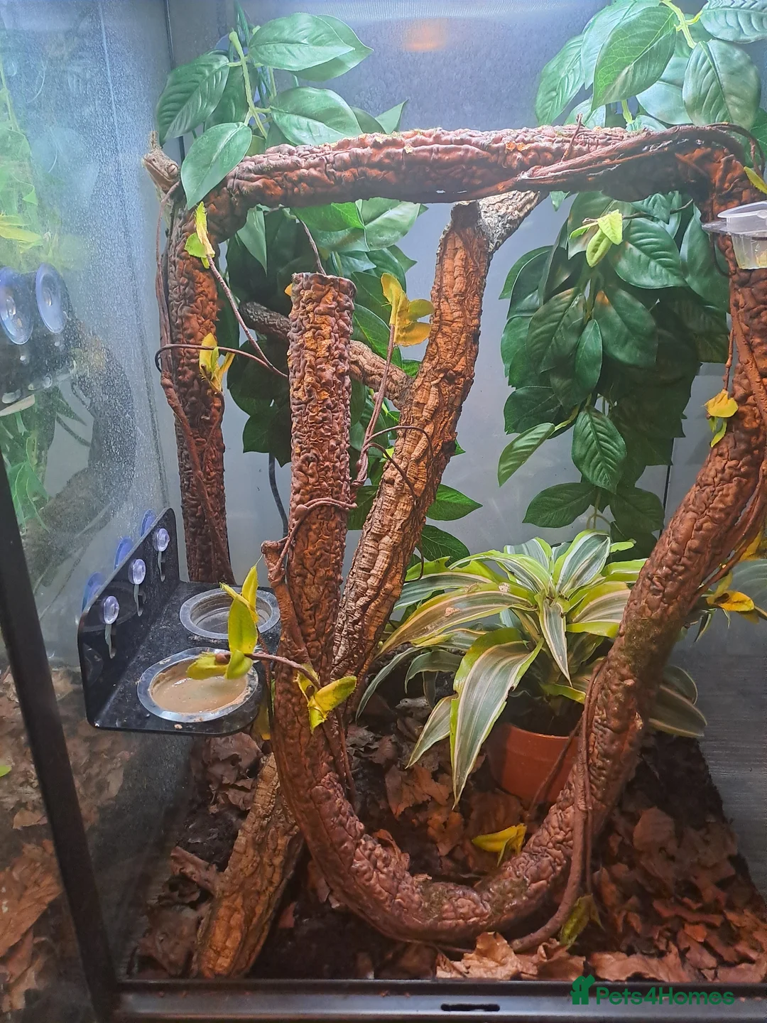 Gecko reptiles for sale: Male mossi geko  - Advert 2