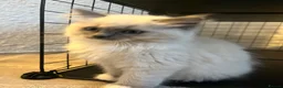 Ragdoll cats for sale: Blue Tortie Point Mitted Ragdoll Kittens - Advert 6