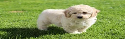 Cavapoochon dogs for sale: Beautiful Cavapoochon puppies for sale - Advert 6