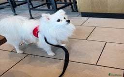Pomeranian dogs for sale:  Rehoming Our Beloved Pomeranians - Image 6