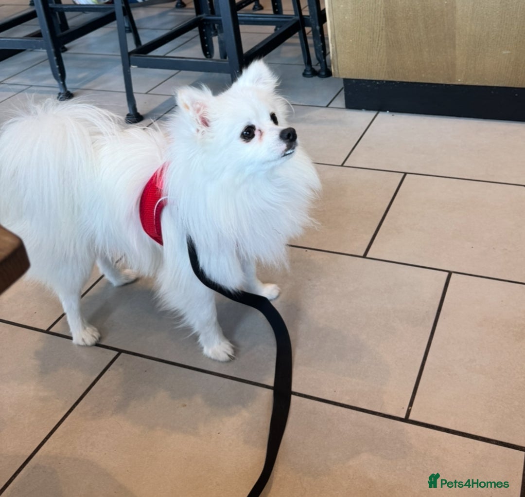 Pomeranian dogs for sale:  Rehoming Our Beloved Pomeranians - Image 6