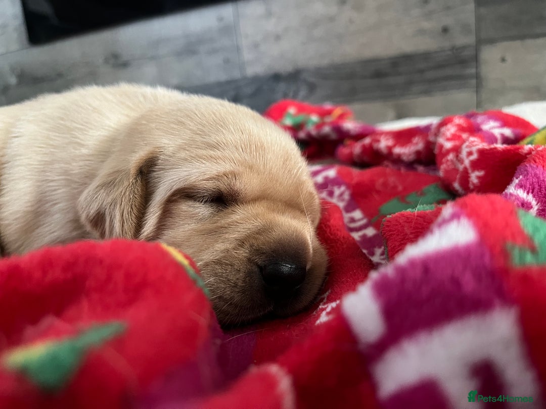 Labrador Retriever dogs for sale: Labrador puppies  - Image 9