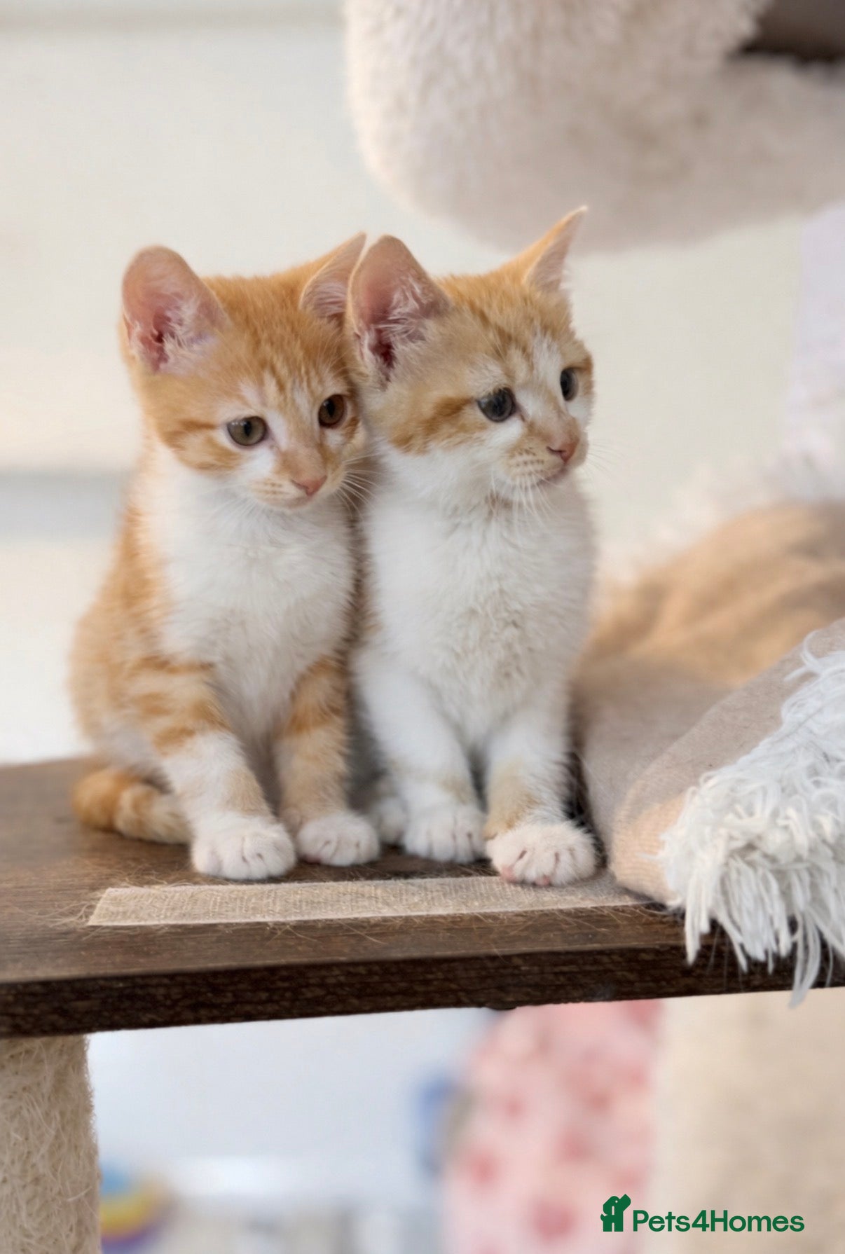Mixed Breed cats Scottish fold x bsh  - Advert 8