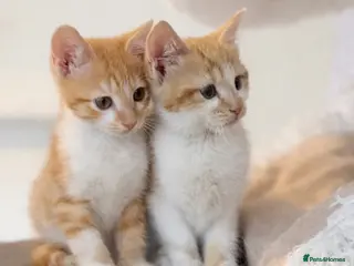 Mixed Breed cats Scottish fold x bsh - Advert 8