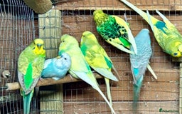 Budgerigars birds for sale: Beautiful Budgies for sale - Advert 5