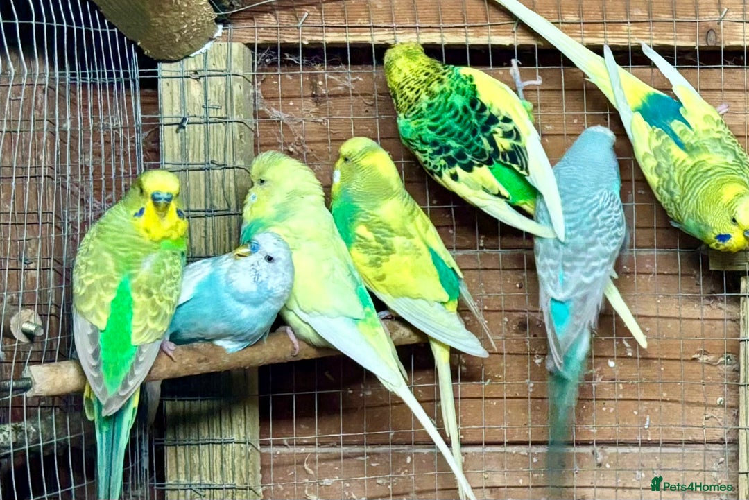 Budgerigars birds for sale: Beautiful Budgies for sale - Advert 5