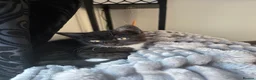 British Shorthair cats for sale: British Shorthair kitten for sale - Advert 4
