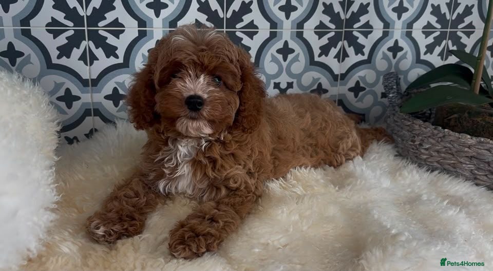 Cavapoo dogs ❤️ Health tested F1B cavapoo ❤️ - Advert 1