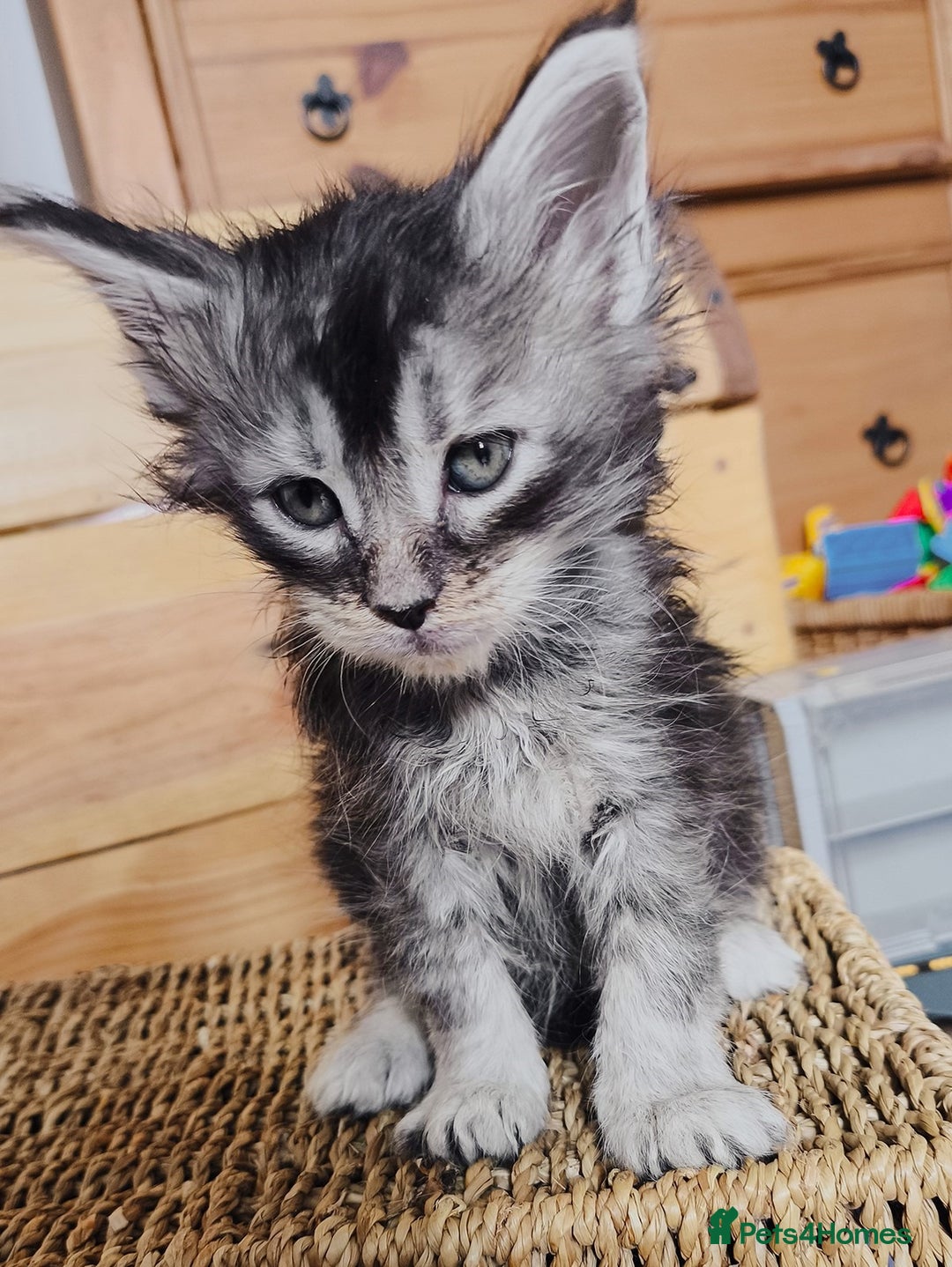Maine Coon cats for sale: Maine coon kittens champion lines, DNA health test - Image 18
