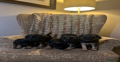 Border Terrier dogs - Advert 13