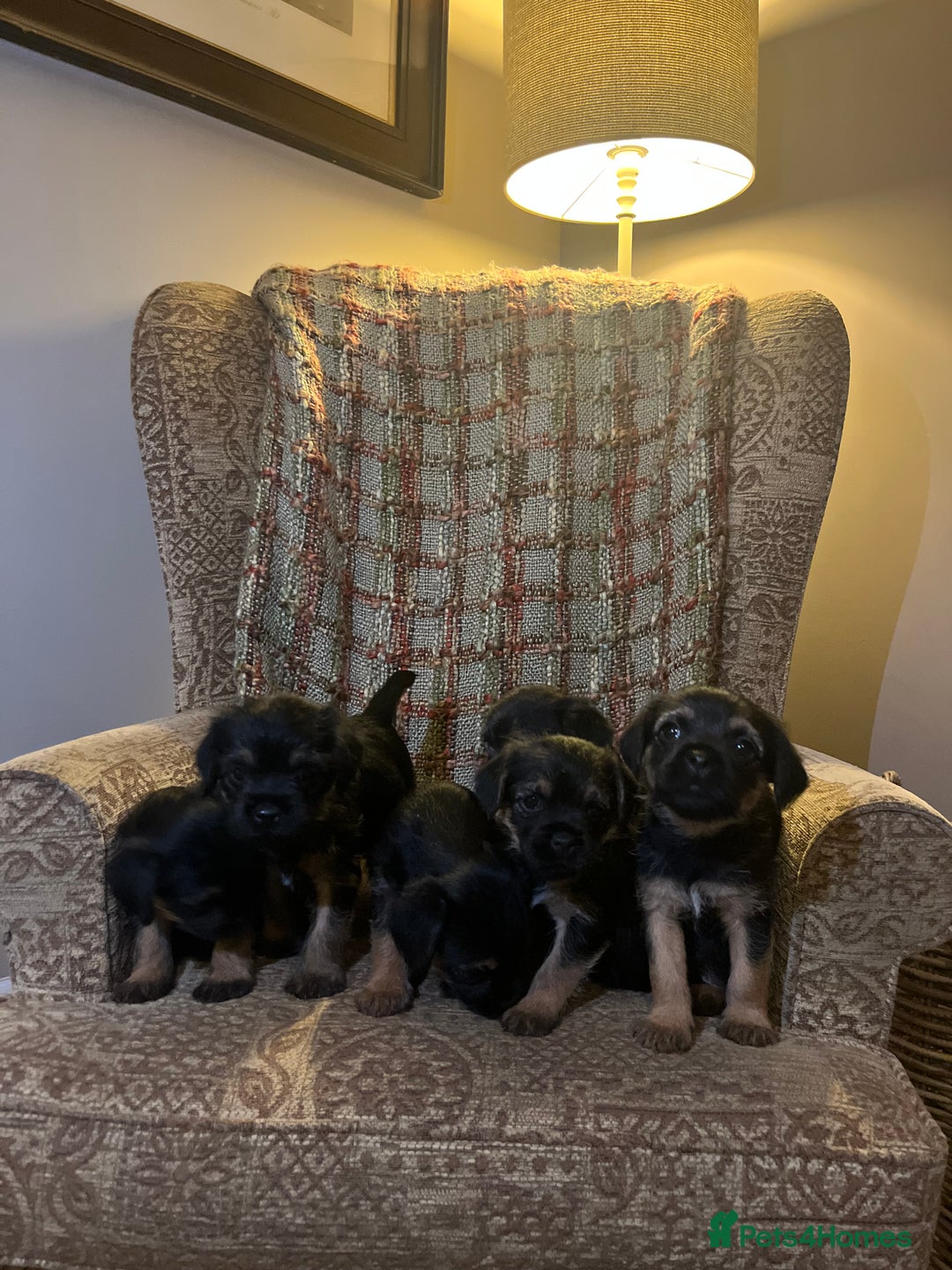 Border Terrier dogs for sale: Border Terrier Puppies - Image 2