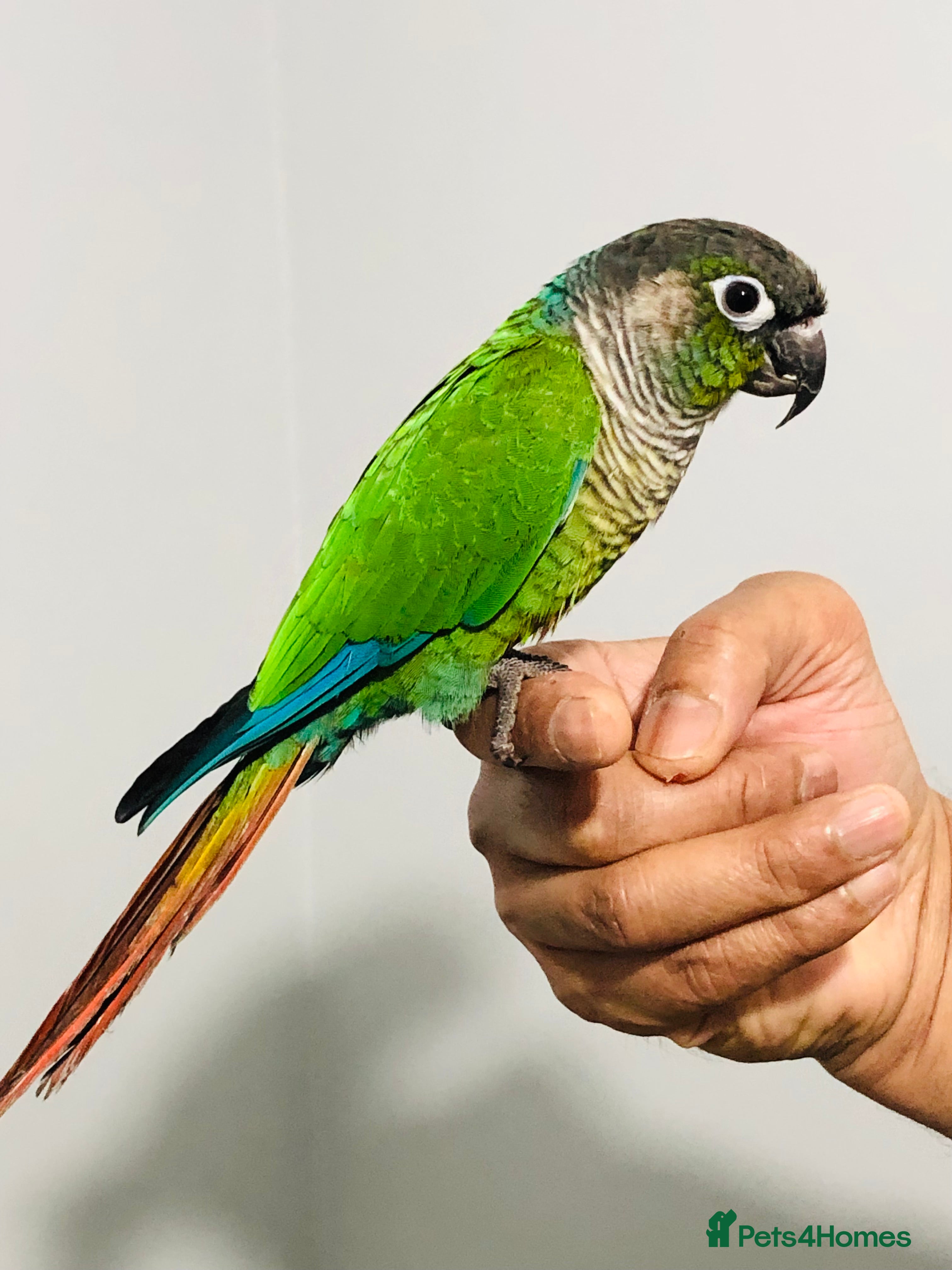 Conures birds Beautiful Hand Reared Green Cheek Conures for sale - Advert 1
