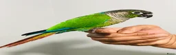 Conures birds for sale: Beautiful Hand Reared Green Cheek Conures for sale - Advert 1