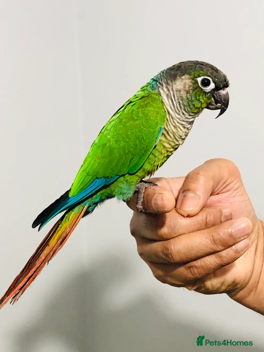Conures birds for sale: Beautiful Hand Reared Green Cheek Conures for sale - Advert 1
