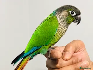 Conures birds Beautiful Hand Reared Green Cheek Conures for sale - Advert 1