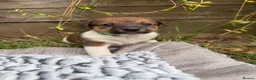 Jack Russell dogs for sale: Gorgeous Jack Russell puppies in Crewe - Advert 6