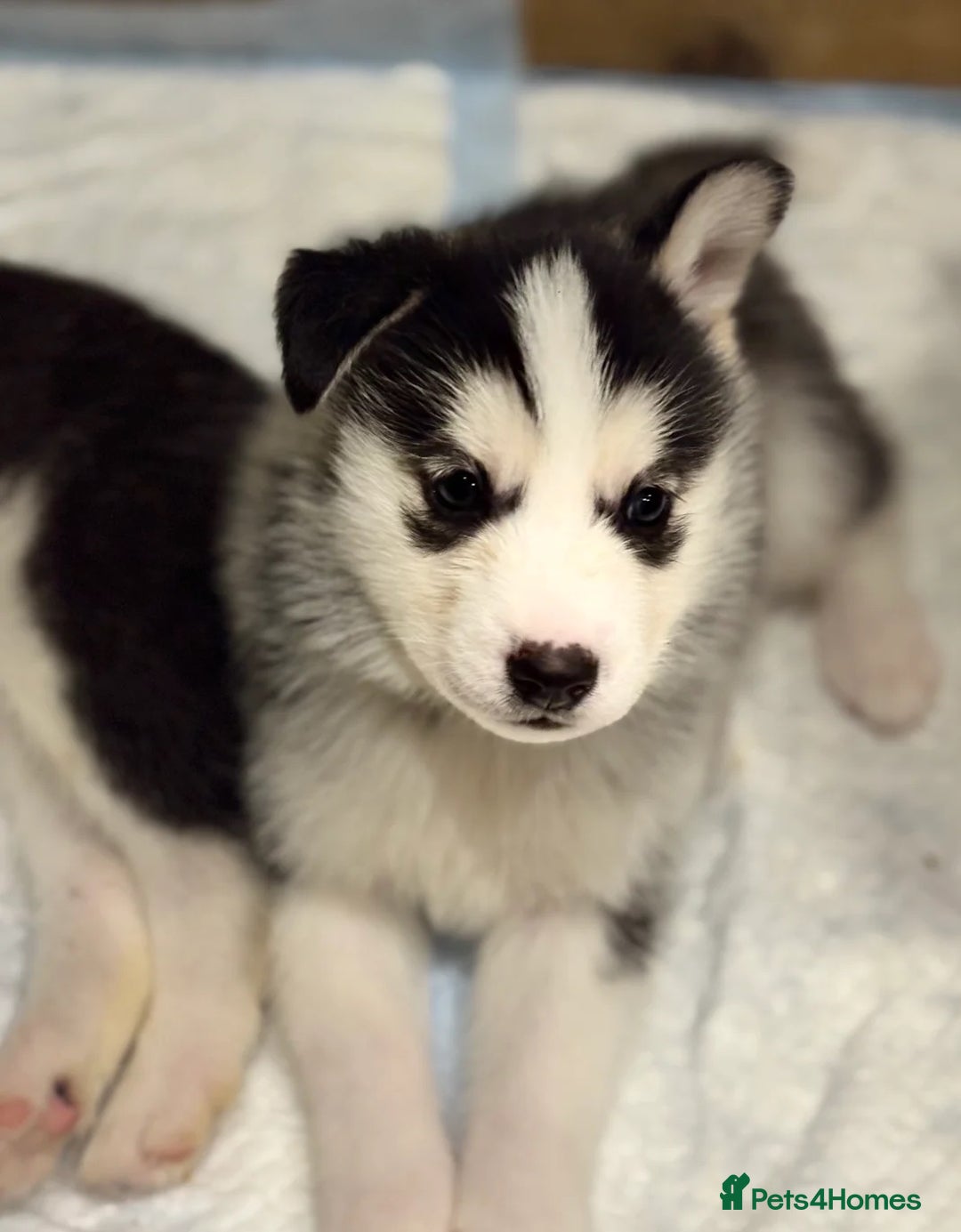 Siberian Husky dogs for sale: Siberian Huskies 2 male 4 female  - Advert 2
