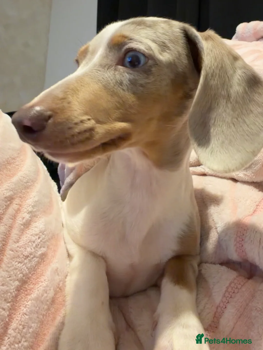 Miniature Dachshund dogs for sale: Rehoming  - Advert 2