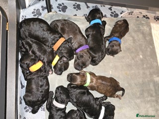 Shihpoo dogs - Advert 2