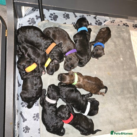 Shihpoo dogs - Advert 2