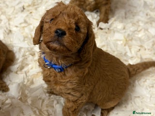 Labradoodle dogs - Advert 5