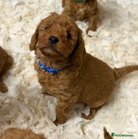 Labradoodle dogs - Advert 11