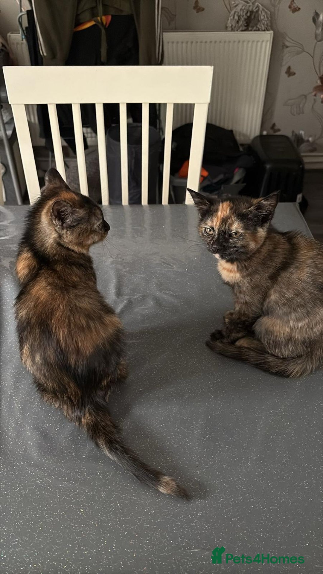 Mixed Breed cats for sale: Kitten  - Image 5