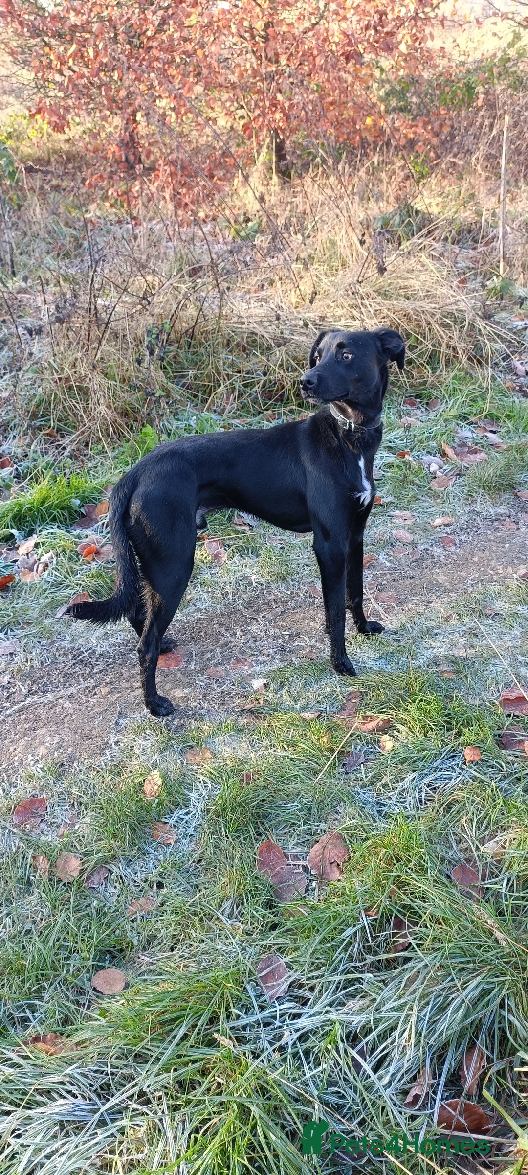 Lurcher dogs for sale: Lurcher dog - Image 2