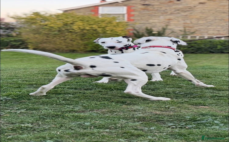 Dalmatian dogs - Advert 15