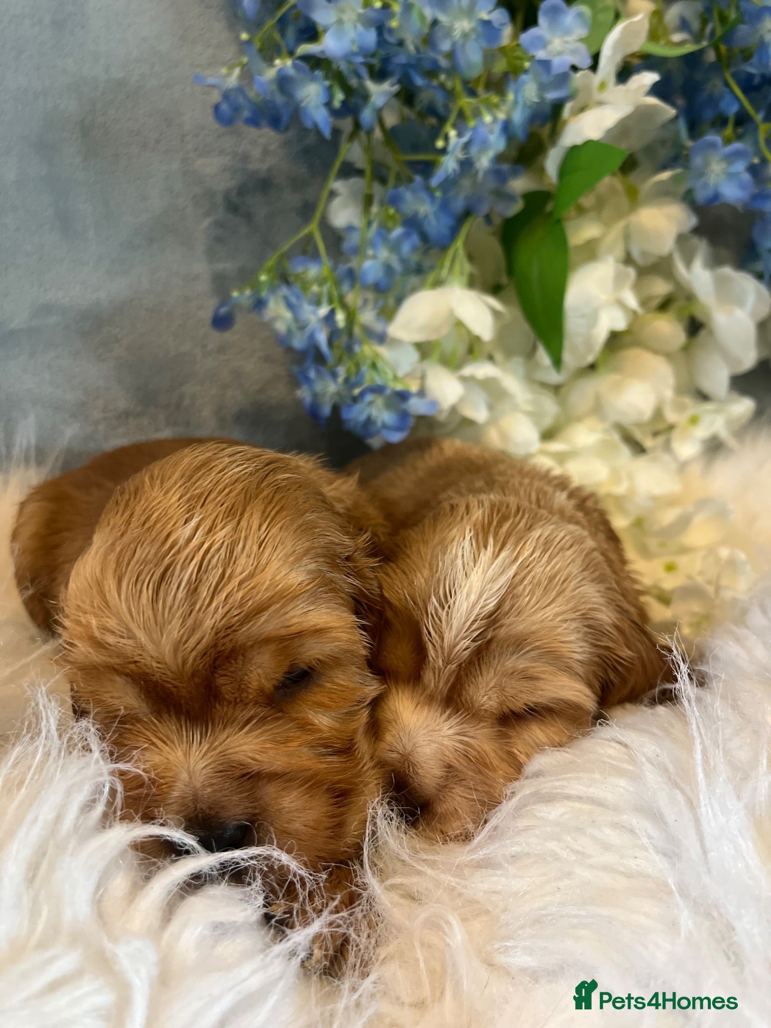Cocker Spaniel dogs Show type cocker spaniel puppy’s  - Advert 2