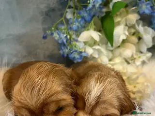 Cocker Spaniel dogs for sale: Show type cocker spaniel puppy’s - Advert 1