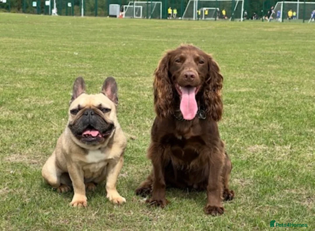 Cocker Spaniel dogs for sale: Cocker spaniel for sale  - Advert 3