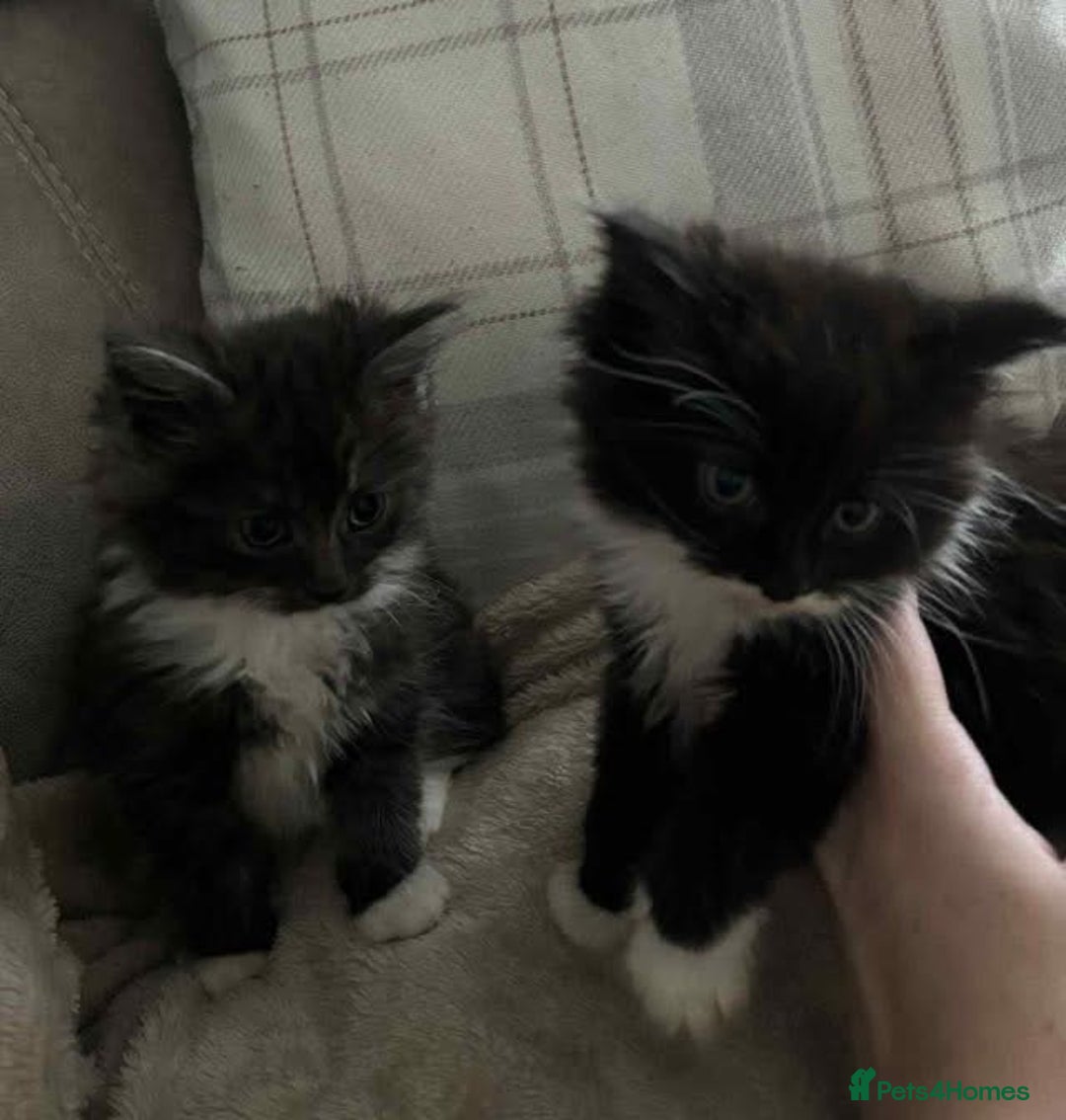 Mixed Breed cats for sale: 4 kittens looking for new homes - Advert 3