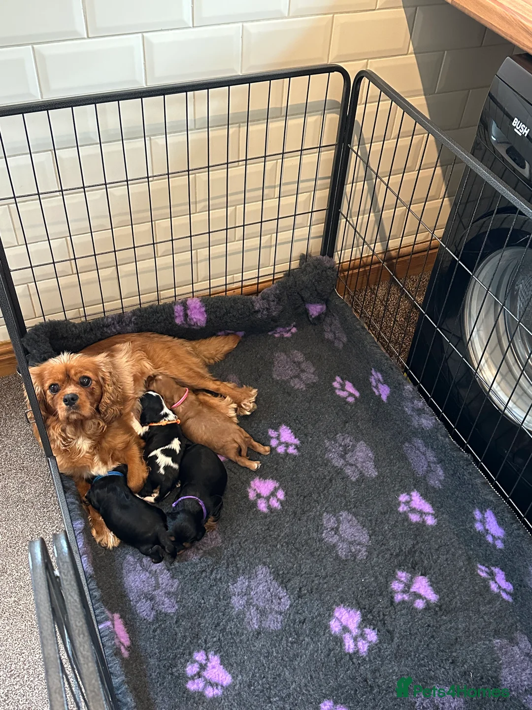 Cavalier King Charles Spaniel dogs for sale: * KC Reg Health Tested Puppies *  - Advert 2