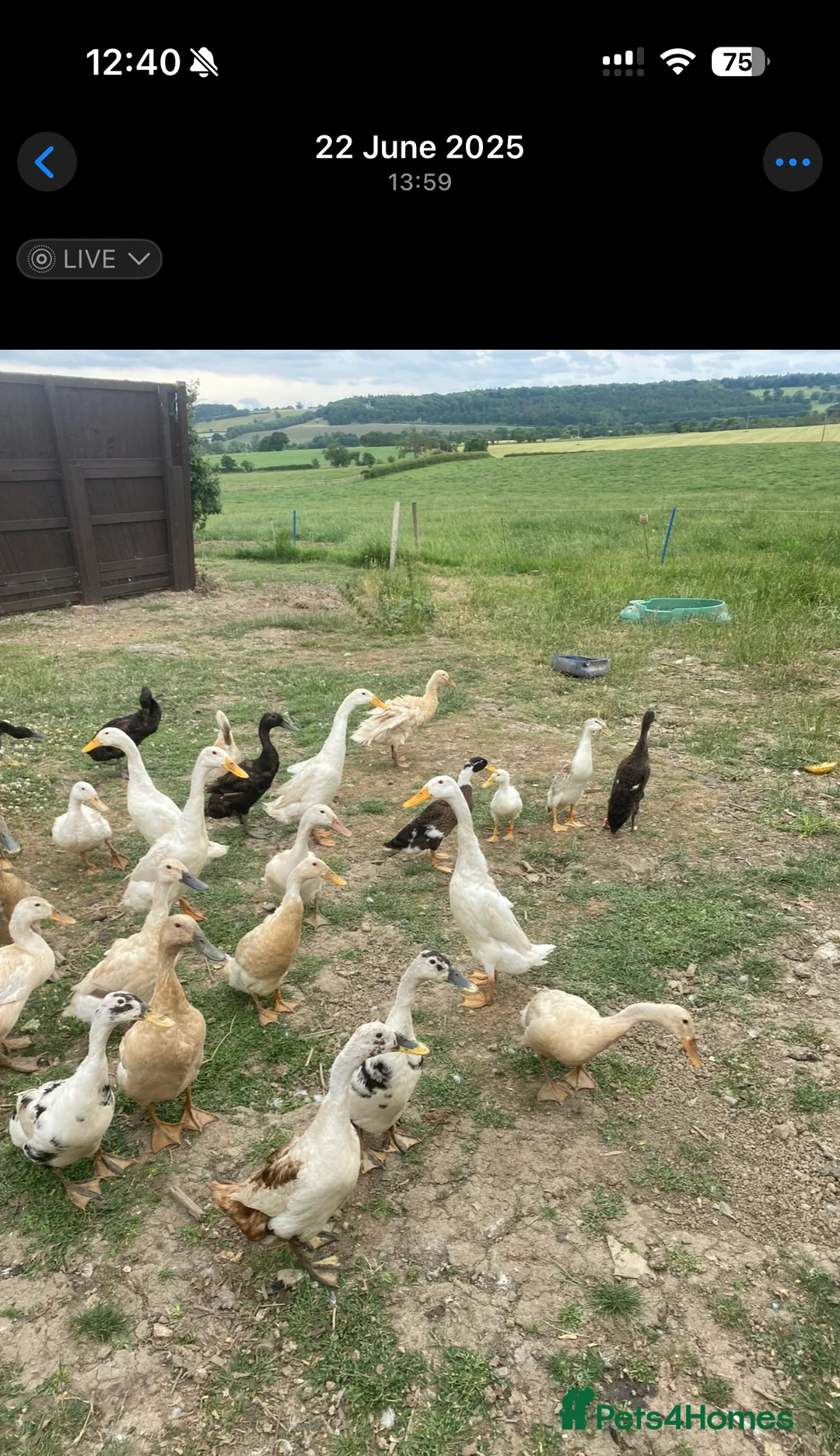 Ducks poultry for sale: 12 Indian runner duck hatching eggs  - Advert 7