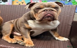 English Bulldog dogs for sale: English bulldog puppies  - Advert 17