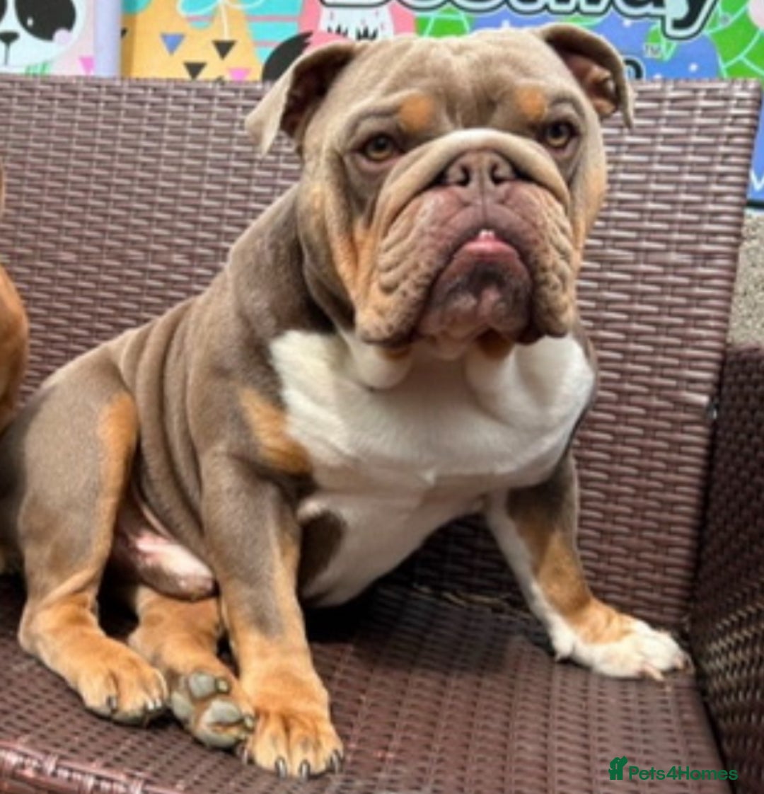 English Bulldog dogs for sale: English bulldog puppies  - Advert 17