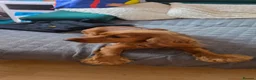 Cocker Spaniel dogs for sale: Cocker spaniel KC registered  in Reading - Advert 22