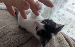 Mixed Breed cats for sale: Ready to leave kittens - Image 6