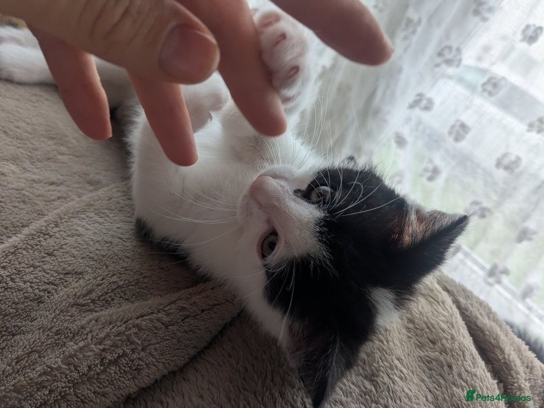 Mixed Breed cats for sale: Ready to leave kittens - Image 6