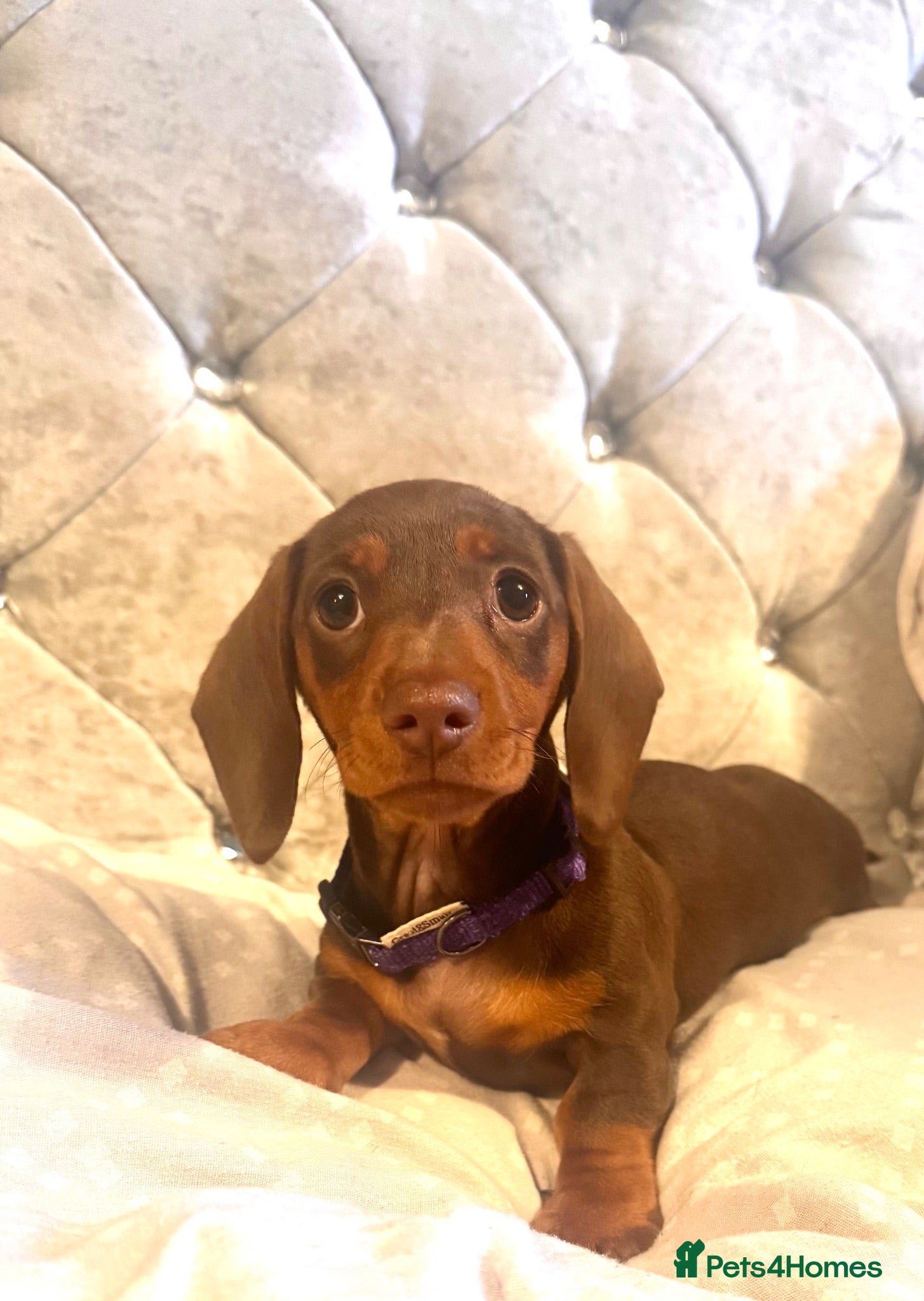 Miniature Dachshund dogs Last one Miniature dachshund puppie ready to leave - Advert 9