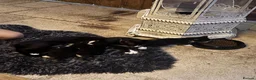 Mixed Breed cats for sale: Beautiful black and white kittens - Advert 9