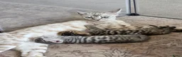 Bengal cats for sale: Beautiful Bengal Kittens – Loving Homes Only  - Advert 18
